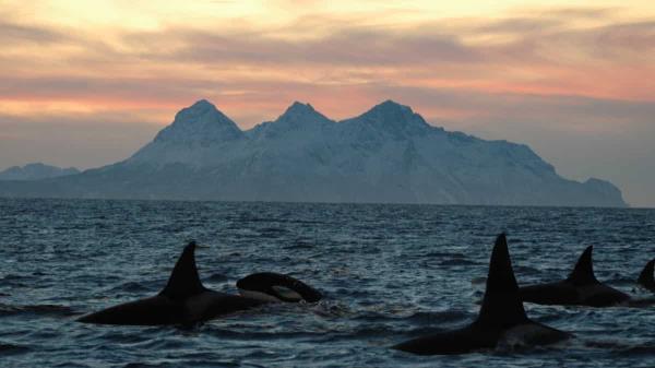 科学家们对濒危虎鲸的皮肤病感到担忧