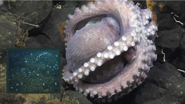 揭示深度:在哥斯达黎加海岸的深海栖息地发现了第三个活跃的章鱼苗圃看!