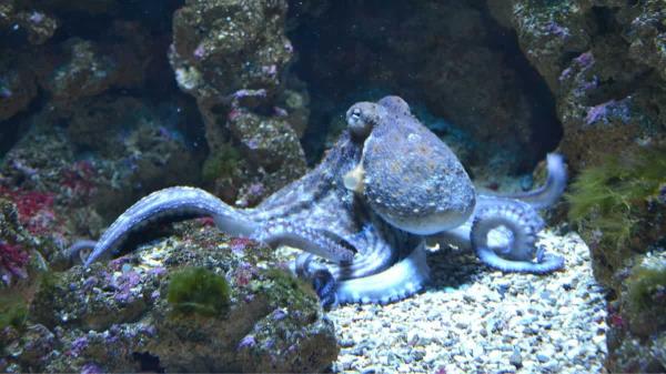 章鱼会做梦吗?研究表明，它们可能会在睡眠中变色