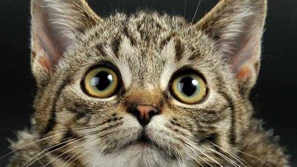 猫的鼻子:研究揭示了猫独特的嗅觉能力背后的秘密